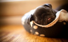 Desktop wallpaper. Dogs. ID:48313