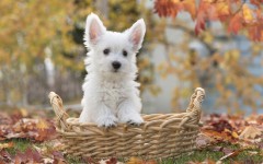 Desktop wallpaper. Dogs. ID:48314