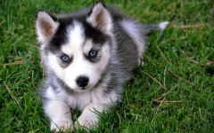 Desktop wallpaper. Dogs. ID:48315