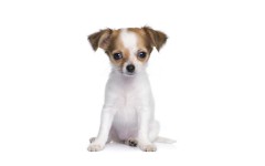 Desktop wallpaper. Dogs. ID:48316