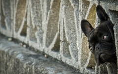 Desktop wallpaper. Dogs. ID:48317