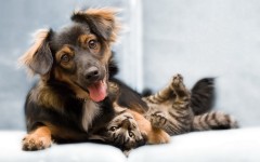 Desktop wallpaper. Dogs. ID:48322