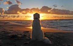 Desktop wallpaper. Dogs. ID:48324
