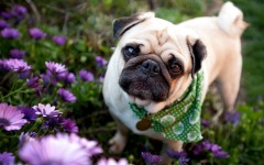 Desktop wallpaper. Dogs. ID:48325