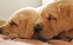Desktop wallpaper. Dogs. ID:48326