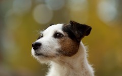 Desktop wallpaper. Dogs. ID:48327