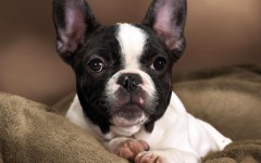 Desktop wallpaper. Dogs. ID:48328