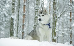Desktop wallpaper. Dogs. ID:48329