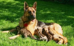 Desktop wallpaper. Dogs. ID:48330