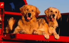 Desktop wallpaper. Dogs. ID:48331