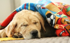 Desktop wallpaper. Dogs. ID:48332