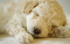 Desktop wallpaper. Dogs. ID:48334