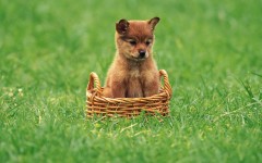 Desktop wallpaper. Dogs. ID:48335