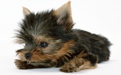Desktop wallpaper. Dogs. ID:48336