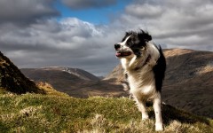 Desktop wallpaper. Dogs. ID:48337