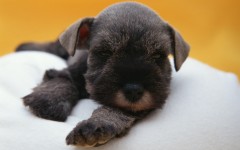 Desktop wallpaper. Dogs. ID:48338