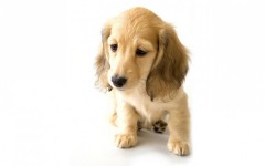 Desktop wallpaper. Dogs. ID:48339