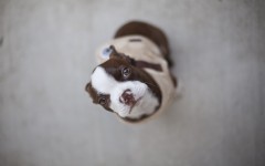 Desktop wallpaper. Dogs. ID:48340