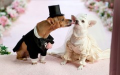 Desktop wallpaper. Dogs. ID:48341