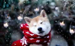 Desktop wallpaper. Dogs. ID:48342
