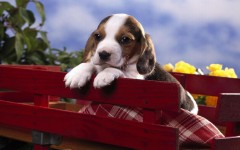 Desktop wallpaper. Dogs. ID:48343