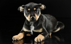 Desktop wallpaper. Dogs. ID:48344