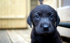 Desktop wallpaper. Dogs. ID:48345