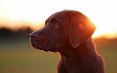 Desktop wallpaper. Dogs. ID:48346