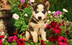 Desktop wallpaper. Dogs. ID:48347