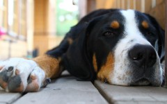 Desktop wallpaper. Dogs. ID:48348