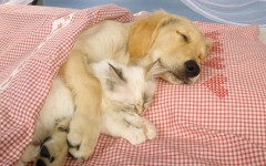Desktop wallpaper. Dogs. ID:48349