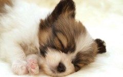 Desktop wallpaper. Dogs. ID:48351