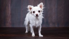 Desktop wallpaper. Dogs. ID:95036