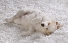 Desktop wallpaper. Dogs. ID:48354