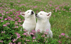 Desktop wallpaper. Dogs. ID:48355