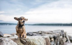 Desktop wallpaper. Dogs. ID:48356