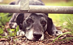 Desktop wallpaper. Dogs. ID:48358