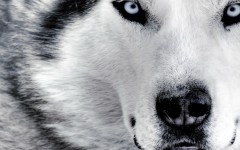 Desktop wallpaper. Dogs. ID:48359