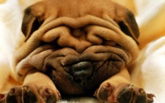Desktop wallpaper. Dogs. ID:48360