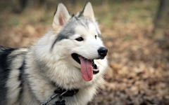 Desktop wallpaper. Dogs. ID:48361