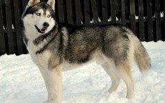 Desktop wallpaper. Dogs. ID:48362