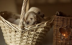 Desktop wallpaper. Dogs. ID:48363