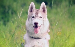 Desktop wallpaper. Dogs. ID:48364