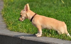 Desktop wallpaper. Dogs. ID:48365