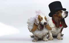 Desktop wallpaper. Dogs. ID:48366
