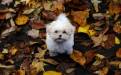 Desktop wallpaper. Dogs. ID:48367