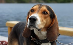 Desktop wallpaper. Dogs. ID:48368