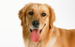 Desktop wallpaper. Dogs. ID:48369