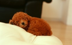 Desktop wallpaper. Dogs. ID:48370