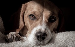 Desktop wallpaper. Dogs. ID:48372